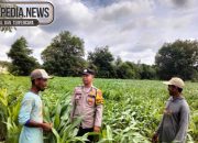 Turun Lapangan Langsung Bhabinkamtibmas Polsek MDS I Cek Lahan Tanam Jagung