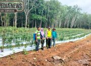 Anggota Polsek MDS I Sambangi Lahan Tanam Cabe Di Mekar Jaya Petani Sampaikan Harapan Harga Normal