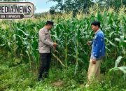 Bripka Bobi Juanda Bhabinkamtibmas Polsek Madang Suku I Monitoring Lahan Ketahanan Pangan