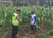 Bhabinkamtibmas Polsek Madang Suku I Monitoring Lahan Ketahanan Pangan Di Jatisari