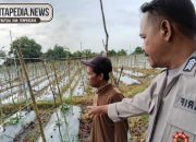 Dukung Ketahanan Pangan, Polsek Madang Suku I Monitoring Tanam Melon Di Tulus Ayu
