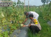Aipda Heri Sumanto Bhabinkamtibmas Polsek Madang Suku I Monitoring Lahan Ketahanan Pangan Di Jatimulyo