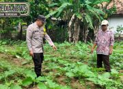 Bhabinkamtibmas Polsek Madang Suku I Monitoring Lahan Ketahanan Pangan Di Tebing Sari Mulya