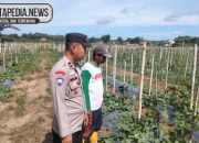 Aipda Maulana Anggota Polsek Madang Suku I Pantau Lahan Melon di Rasuan, Dukung Ketahanan Pangan
