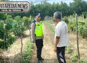 Polsek Madang Suku I Dukung Ketahanan Pangan, Pantau Perkembangan Tanaman Alpukat di Tanah Merah
