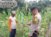 Bripka Saleh Dampingi Petani Jagung di Jatisari, Wujud Dukungan Polri terhadap Ketahanan Pangan