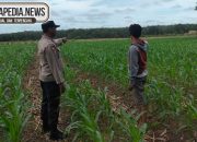 Aipda Heri Sumanto Polsek Madang Suku I Cek Lahan Jagung di Jatimulyo, Wujud Dukungan Polri terhadap Ketahanan Pangan