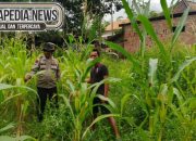 Wujud Dukungan Polri terhadap Ketahanan Pangan, Polsek Madang Suku I Utus Bhabinkamtibmas Sambangi Petani