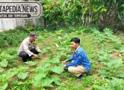 Komitmen Dukung Ketahanan Pangan, Polsek Madang Suku I Rutin Turun Monitoring Ke Petani