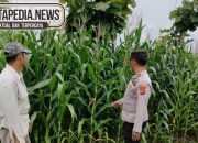 Polsek Madang Suku I Aktif Dampingi Petani Jagung, Wujud Nyata Dukung Ketahanan Pangan Nasional