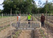 Anggota Polsek Madang Suku I Turun ke Ladang: Bersinergi dengan Petani Wujudkan Ketahanan Pangan