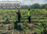 Sambangi Petani Cabai Di Jatisari, Polsek Madang Suku I: Dukungan Untuk Ketahanan Pangan