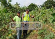 Polsek Madang Suku I Turun ke Ladang: Sinergi dengan Petani Demi Ketahanan Pangan