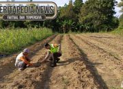 Sambangi Petani Jagung Di Tugumulyo, Bripka Bobi Polsek Madang Suku I Sinergi Demi Ketahanan Pangan