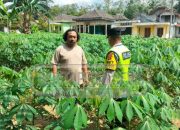 Giat Sambang Polsek Madang Suku I Ke Petani Ubi Kayu Di Harjo Mulyo Sinergi Ketahanan Pangan