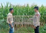 Personel Polsek Madang Suku I Kembali Sambangi Petani Jagung Di Jati Mulyo Sinergi Ketahanan Pangan