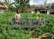 Kunjungi Petani Ubi Kayu di Tulus Ayu, Kapolsek Madang Suku I Tegaskan Perkuat Sinergi untuk Ketahanan Pangan