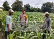 Polsek Madang Suku I Sambangi Desa Rasuan, Wujudkan Dukungan Nyata untuk Ketahanan Pangan