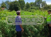 Sambangi Petani Ubi Kayu di Jatisari, Kapolsek Madang Suku I : Sinergi untuk Ketahanan Pangan