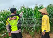 Polsek Madang Suku I Turun ke Ladang: Sinergi Nyata Dukung Ketahanan Pangan