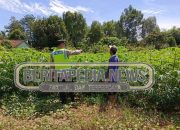 Personel Polsek Madang Suku I Kembali Turun Ke Ladang, Kapolsek Ungkap Upaya Sinergi Ketahanan Pangan