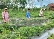 Giat Sambang Polsek Madang Suku I Ke Petani Cabai Di Harjo Mulyo Sinergi Ketahanan Pangan