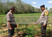 Sambangi Petani Ubi Kayu di Jatisari, Kapolsek Madang Suku I : Sinergi untuk Ketahanan Pangan