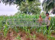 Polisi Turun Ladang: Dukungan Nyata untuk Bidang Ketahanan Pangan Petani di OKU Timur