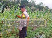 Sambangi Petani Jagung di Jatisari, Kapolsek Madang Suku I : Sinergi untuk Ketahanan Pangan