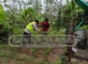 Sambangi Petani Cabai Di Harjo Mulyo, Personel Polsek Madang Suku I Sinergi Ketahanan Pangan