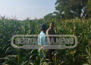 Polisi Sambangi Petani, Dukungan Nyata Untuk Ketahanan Pangan