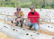 Bukti Dukungan Ketahanan Pangan, Polsek Madang Suku I Rutin Turun Monitoring Ke Petani