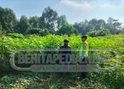 Polsek Madang Suku I Tinjau Lahan Ketahanan Pangan di Desa Lubuk Harjo