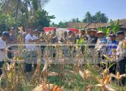 Kolaborasi Petani dan Aparat, Panen Raya Jagung Sukses Digelar