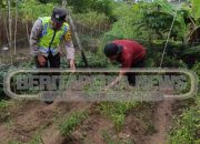 Bhabinkamtibmas Polsek Madang Suku I Tinjau Lahan Ketahanan Pangan Warga di Desa Tulus Ayu