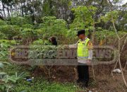 Komitmen Polsek Madang Suku I Sambangi Petani Ubi Kayu, Sinergi Ketahanan Pangan