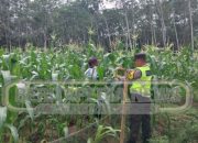 Polsek Madang Suku I Lakukan Pengecekan Lahan Ketahanan Pangan Di Desa Harjomulyo Jaya