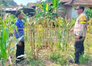 Aiptu Heri Sumanto Polsek Madang Suku I Lakukan Pengecekan Lahan Ketahanan Pangan di Desa Lubuk Harjo