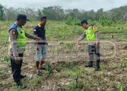 Bhabinkamtibmas Polsek Madang Suku I Laksanakan Pengecekan Lahan Cabai Rawit di Desa Jati Sari