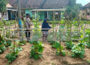 Bhabinkamtibmas Cek Lahan Ketahanan Pangan Warga di Desa Jati Mulyo