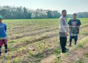 Bhabinkamtibmas Cek Lahan Jagung Warga, Dukung Ketahanan Pangan di Belitang Madang Raya
