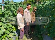 Bhabinkamtibmas Polsek Madang Suku l Cek Lahan Melon, Dukung Ketahanan Pangan di Jatimulyo