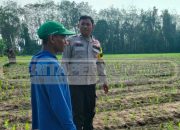 Bhabinkamtibmas Cek Lahan Jagung Warga dalam Rangka Ketahanan Pangan di Belitang Madang Raya