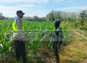 Panen Jagung di Lubuk Harjo, Wujud Nyata Ketahanan Pangan Polsek Madang Suku I