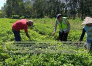 Bhabinkamtibmas Cek Lahan Kacang Tanah di Desa Jaya Bakti, Dukung Ketahanan Pangan Warga
