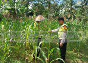 Bhabinkamtibmas Polsek Madang Suku l Cek Lahan Ketahanan Pangan di Harjomulyo, Dukung Swasembada Jagung