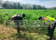 Polsek Madang Suku I Dukung Ketahanan Pangan, Panen Jagung di Desa Lubuk Harjo