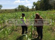 Bhabinkamtibmas Cek Lahan Ketahanan Pangan di Harjo Mulyo, Dorong Swasembada Pangan Lokal