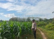 Dukung Ketahanan Pangan, Bhabinkamtibmas Polsek Madang Suku I Tinjau Lahan Jagung Milik Petani
