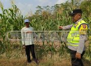 Wujudkan Ketahanan Pangan, Aiptu Hermansyah Lakukan Pengecekan Lahan Jagung Milik Warga di Desa Tugu Mulyo